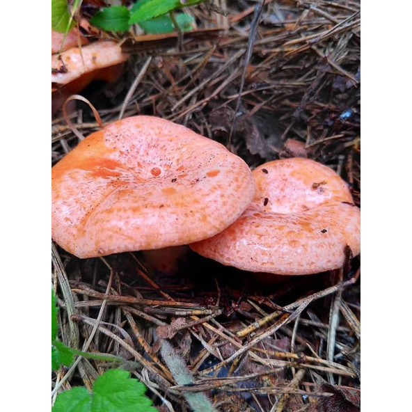 Kanlıca Mantarı Çintar Çam Melki Mantarı Deneme Kiti - Resim 4