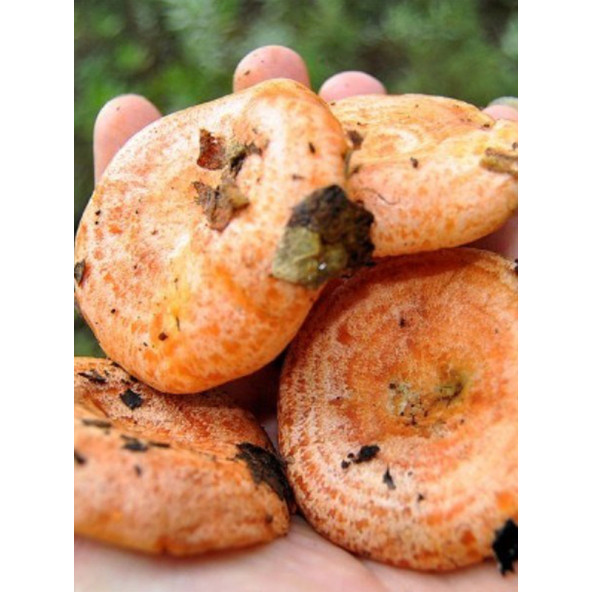 Kanlıca Mantarı Çintar Çam Melki Mantarı Deneme Kiti - Resim 5