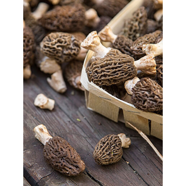 Kuzu Göbeği Mantarı  Miseli Mantar Miseli Tohumu 30cc - Resim 3