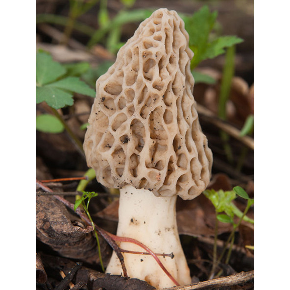 Kuzu Göbeği Mantarı  Miseli Mantar Miseli Tohumu 30cc - Resim 4