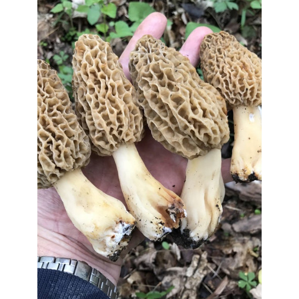 Kuzu Göbeği Mantarı  Miseli Mantar Miseli Tohumu 30cc - Resim 6