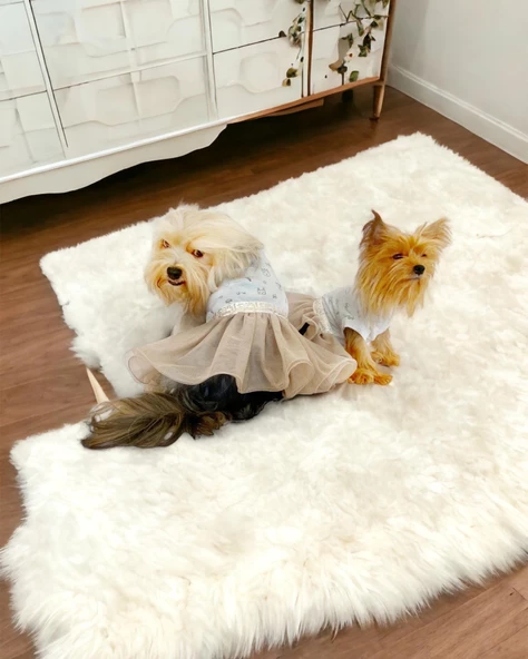 Sun Cream Duo Tütülü Köpek Elbisesi, Kıyafeti Tutu - 4