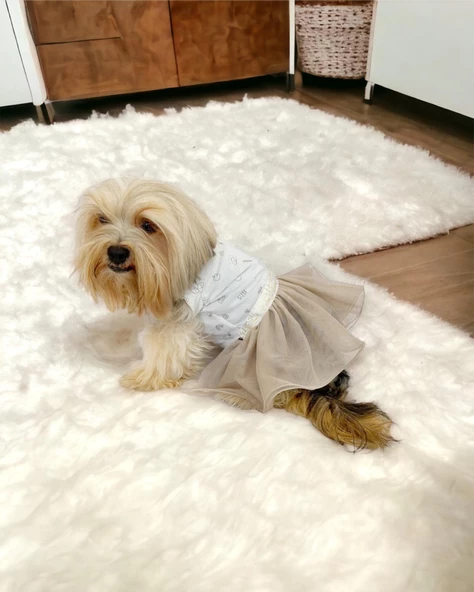Sun Cream Duo Tütülü Köpek Elbisesi,  Kıyafeti Tutu