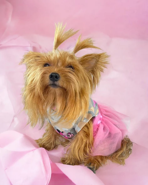 Pinky Minnie Tütülü Köpek Elbisesi, Kıyafeti Tutu - 5