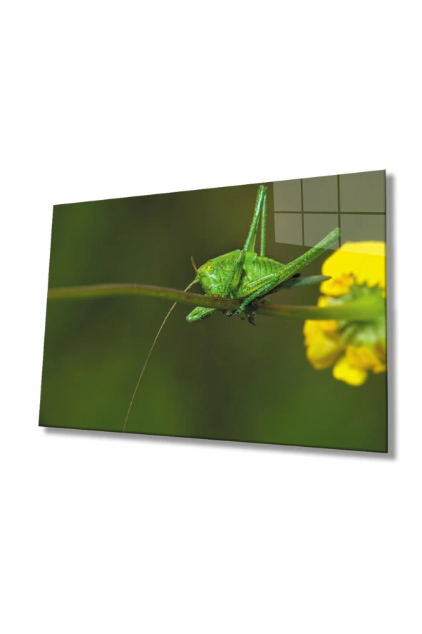 Modern Tablo Sarı Çiçek Yeşil Çekirge Cam Tablo 36x23 Renkli