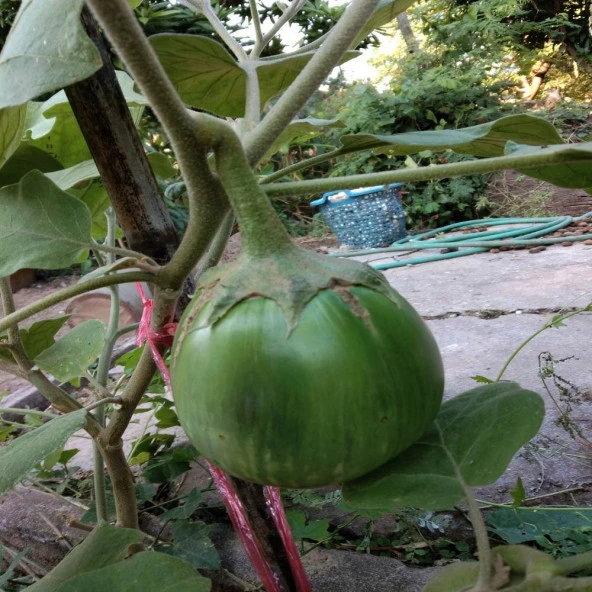 Giant Thai Patlıcan Tohumu(15 tohum)