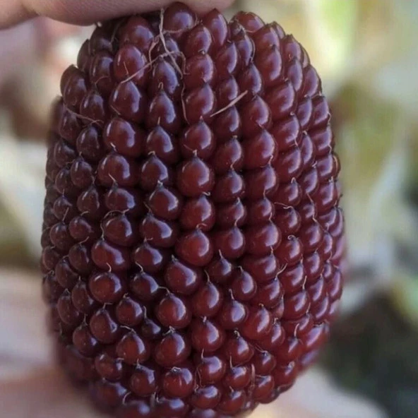 Doğal Kırmızı Çilek Tohumu(10 Tohum) ürün görseli