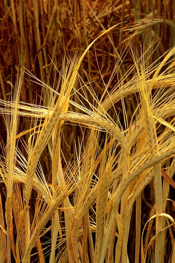 Organik Bitkim Arpa Unu Taze Öğütülmüş 1400 gr - Resim 4