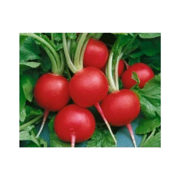 Bursa Tohum Bt Burkır İri Yuvarlak Kırmızı Turp 25Gr