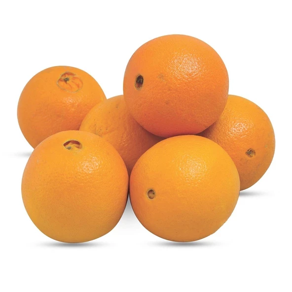 Tüplü Yarı Bodur Tipte Washıngton Portakal Fidanı (Meyve Verir Durumda) - 2