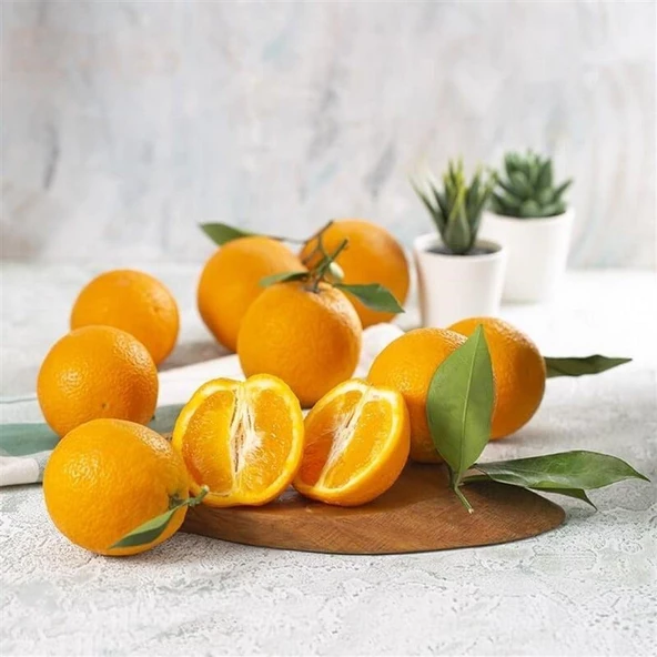 Meyve Verir Durumda Valencia Portakal Fidanı (Tüplü) - Resim 2