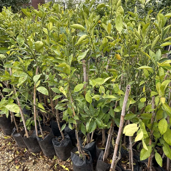 Meyve Verir Durumda Valencia Portakal Fidanı (Tüplü) - Resim 3