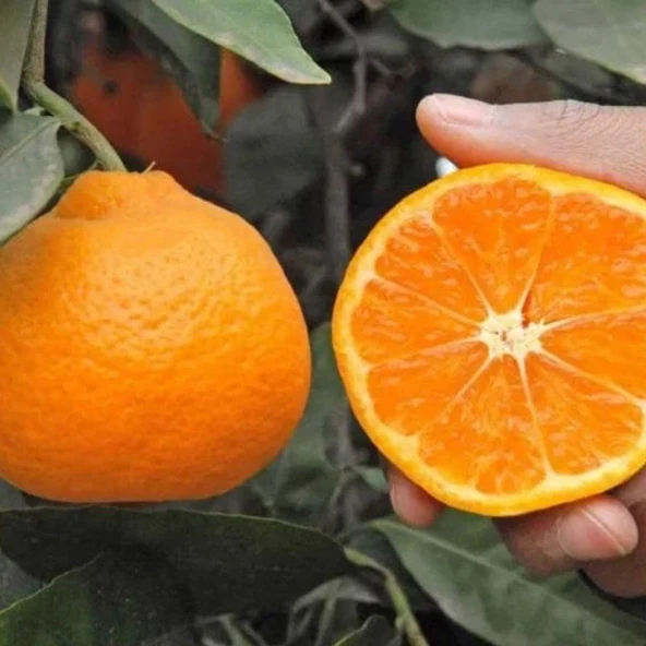 Çekirdeksiz Yarı Bodur Bodrum Mandalinası (Tüplü)