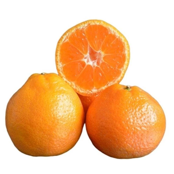 Çekirdeksiz Tüplü Yarı Bodur Bodrum Mandalinası ürün görseli