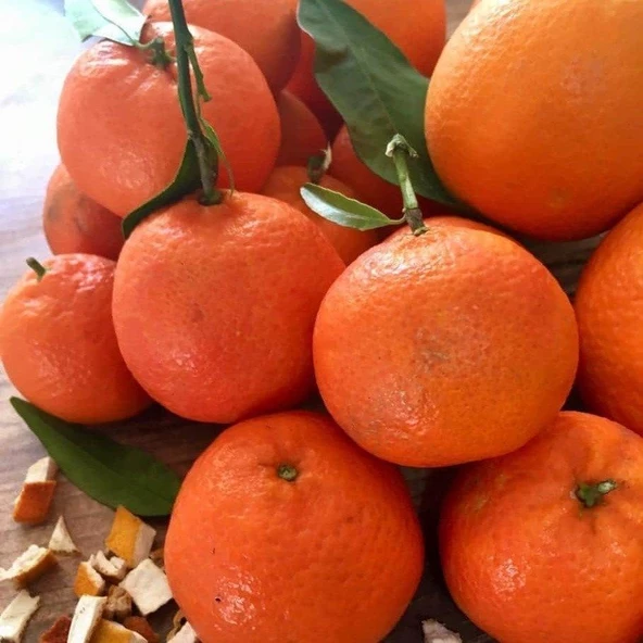 Kokulu King Mandalinası Fidanı (Tüplü) - Resim 2