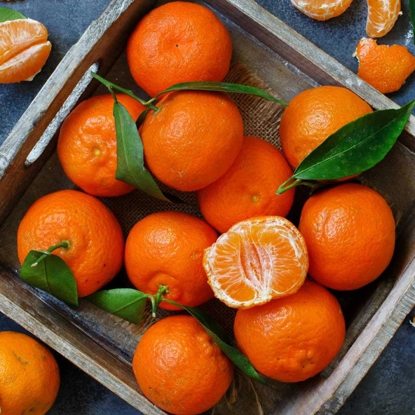 Kokulu King Mandalinası Fidanı (Tüplü) ürün görseli