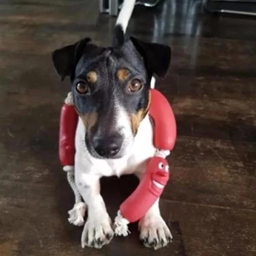 BİZAHMETGELSİN® Evcil Hayvanlar İçin Eğitici 4 Adet Sevimli Oyuncak Sosis - Resim 4