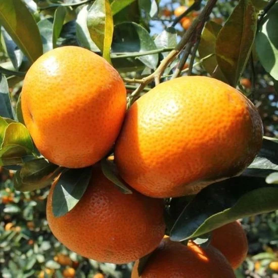 Tüplü Erkenci Dobashi Beni Mandalinası (Soğuklara Dayanıklı) - 2