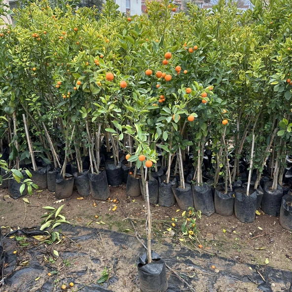 Kabuklu Yenilebilir Süs Mandalinası (4 yaş) - 3