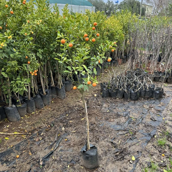 Kabuklu Yenilebilir Süs Mandalinası (4 yaş) - 5
