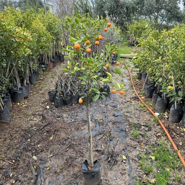 Kabuklu Yenilebilir Süs Mandalinası (4 yaş) - 4