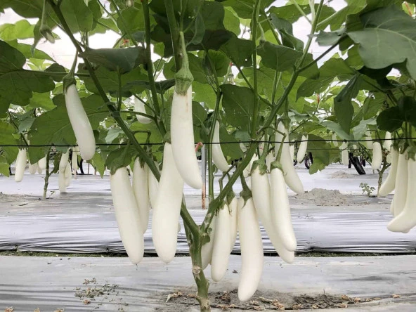 Erkenci Casper Beyaz Patlıcan Tohumu - Resim 2