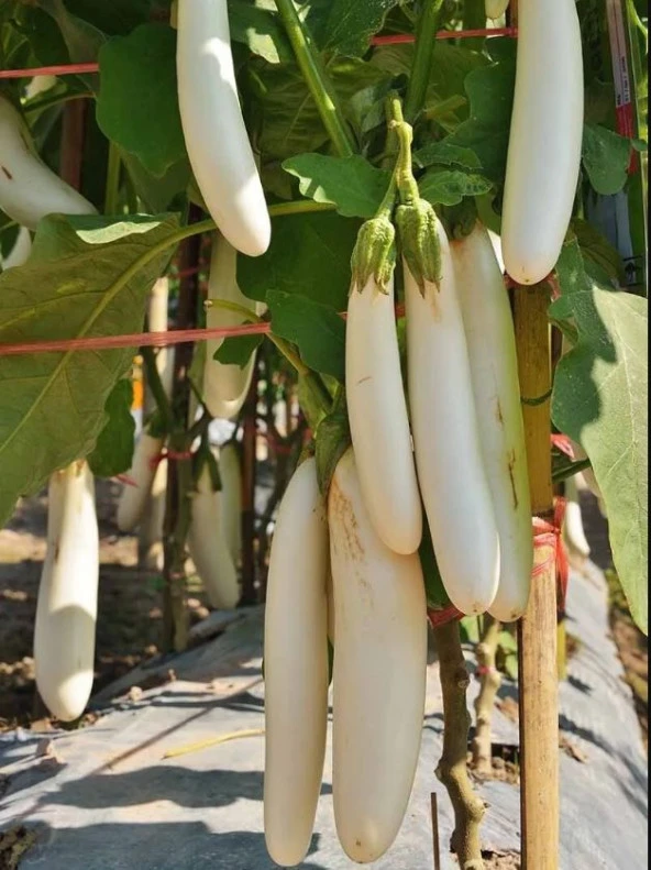 Erkenci Casper Beyaz Patlıcan Tohumu - Resim 3