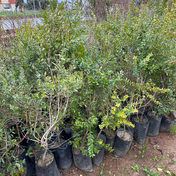 Meyve Verir Durumda Tüplü Siyah Murt (Hambeles) Fidanı - 3