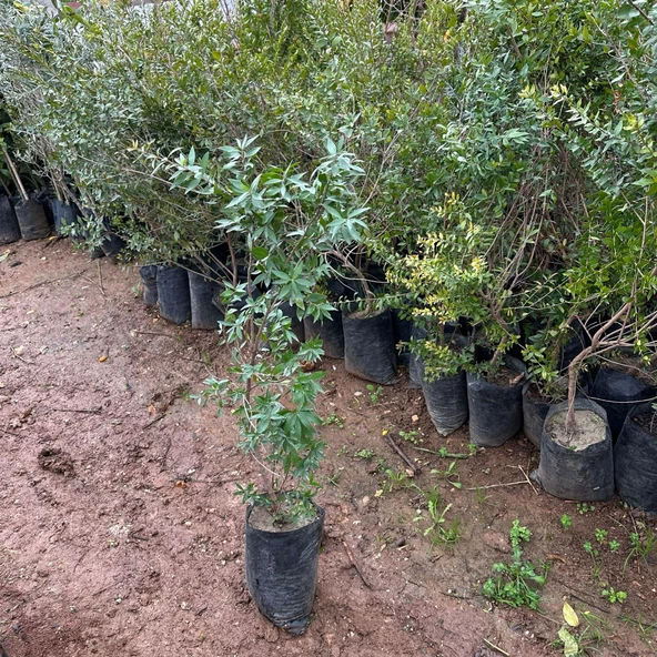 Meyve Verir Durumda Tüplü Beyaz Hambeles (Murt) Fidanı - Resim 4