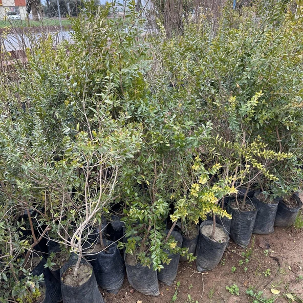 Meyve Verir Durumda Tüplü Beyaz Hambeles (Murt) Fidanı - Resim 5