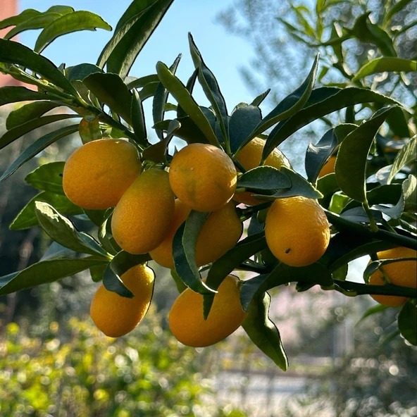 4 Yaş Aşılı Nagami Kamkat Süs Portakalı Fidanı, (Tüplü) ürün görseli 1