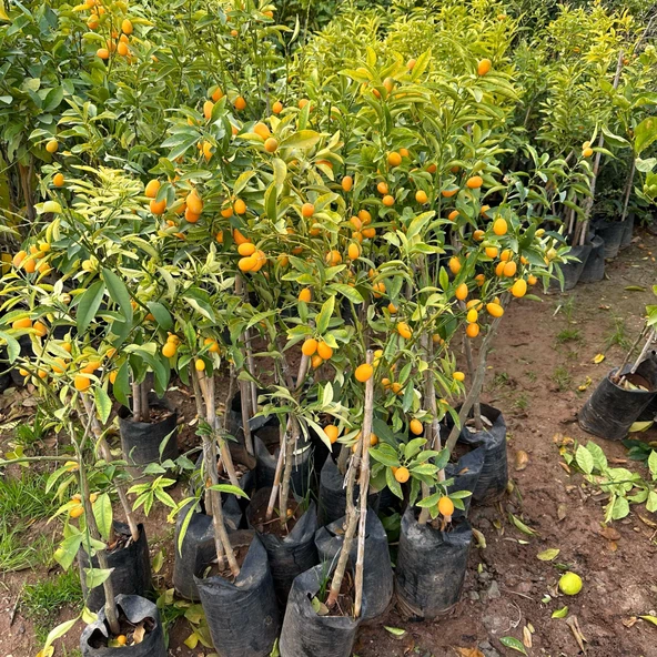 4 Yaş Aşılı Nagami Kamkat Süs Portakalı Fidanı, (Tüplü) - Resim 3