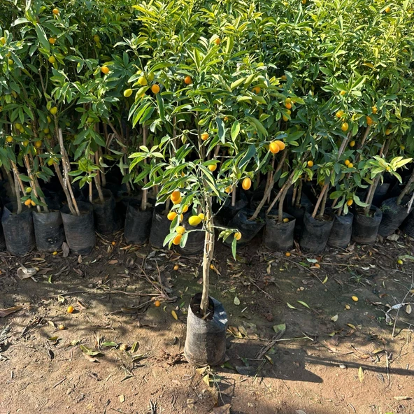 4 Yaş Aşılı Nagami Kamkat Süs Portakalı Fidanı, (Tüplü) - Resim 2