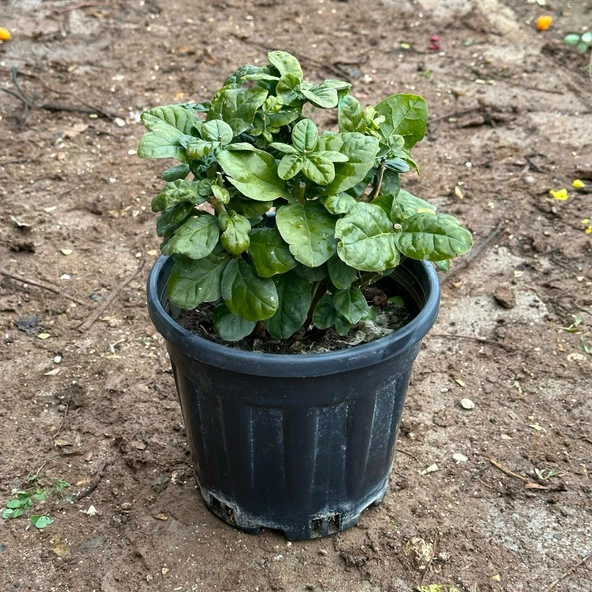 Geleneksel Katmerli Full Çiçeği, Büyük Boy (Anaç) - Resim 3