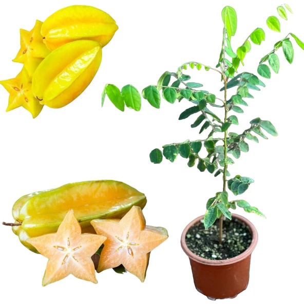 Carambola (Yıldız Meyvesi) Star Fruit Fidanı - 1