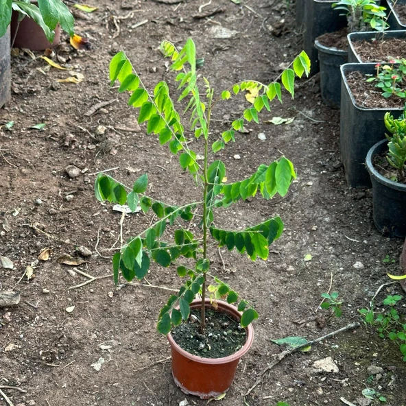 Carambola (Yıldız Meyvesi) Star Fruit Fidanı - Resim 3