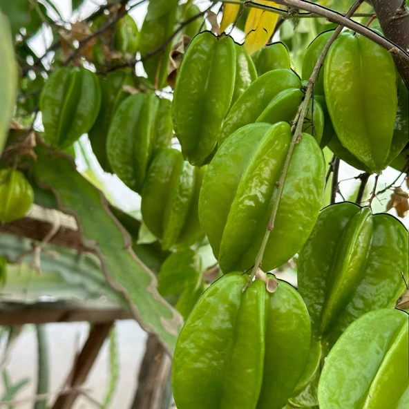 Carambola (Yıldız Meyvesi) Star Fruit Fidanı - 2