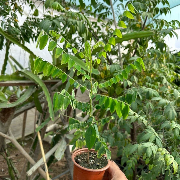 Carambola (Yıldız Meyvesi) Star Fruit Fidanı - 4