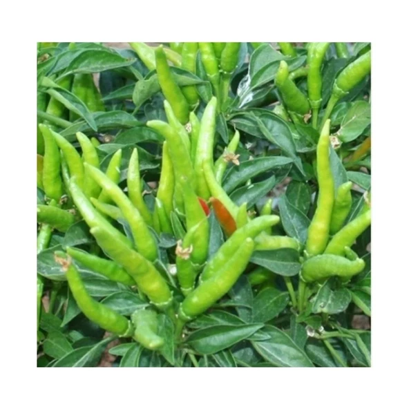 Bursa Tohum Bt Beşparmak 25 Gr 5 Paket