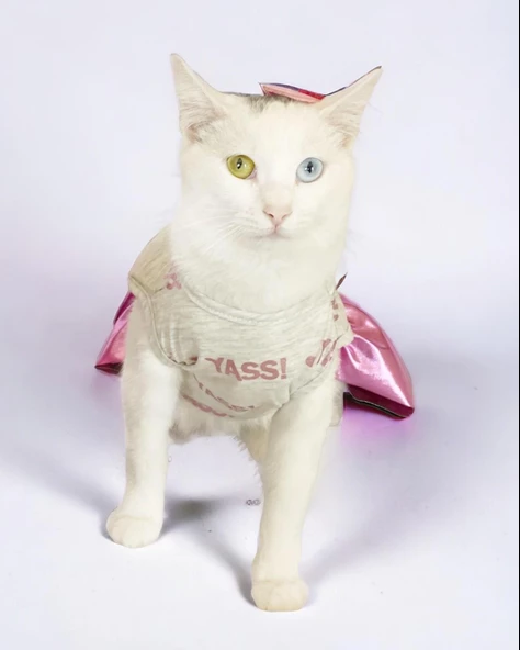 Yassi Glitz Kedi Elbisesi, Kedi Kıyafeti , Kedi Kostümü - Resim 3