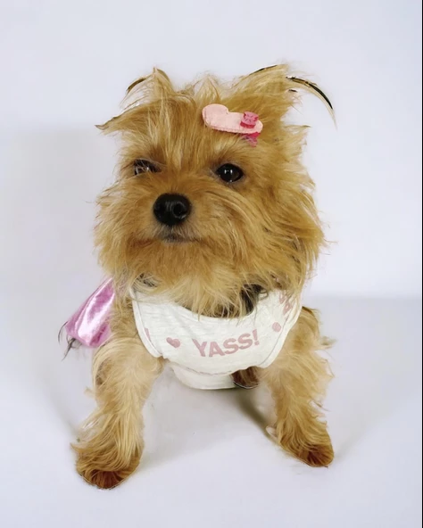 Yassi Glitz Köpek Elbisesi, Köpek Kıyafeti - 3