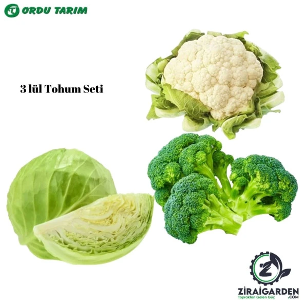 Agrokar Brokoli Tohumu 5Gr-AGROKAR Karnabahar Tohumu 5 gr-Bursa Tohum Bt Bafra Beyaz Lahana 25Gr