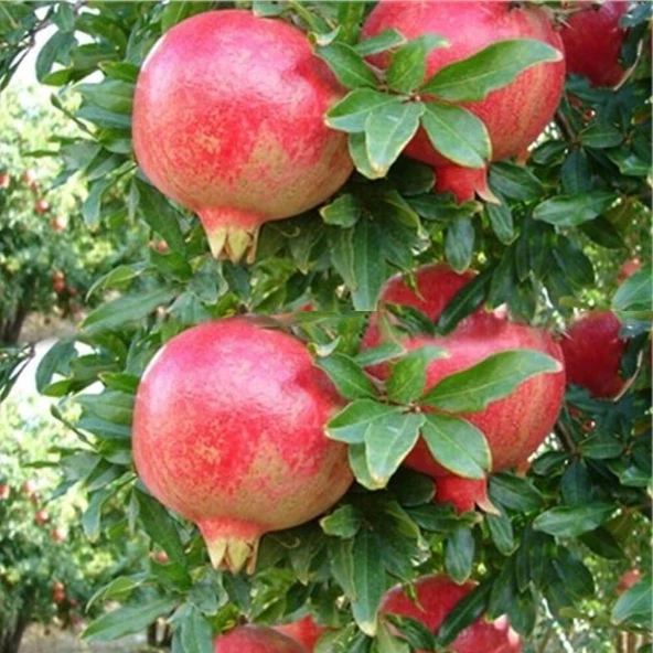 Tüplü Özel Mayhoş Çekirdeksiz Nar Fidanı ürün görseli 1