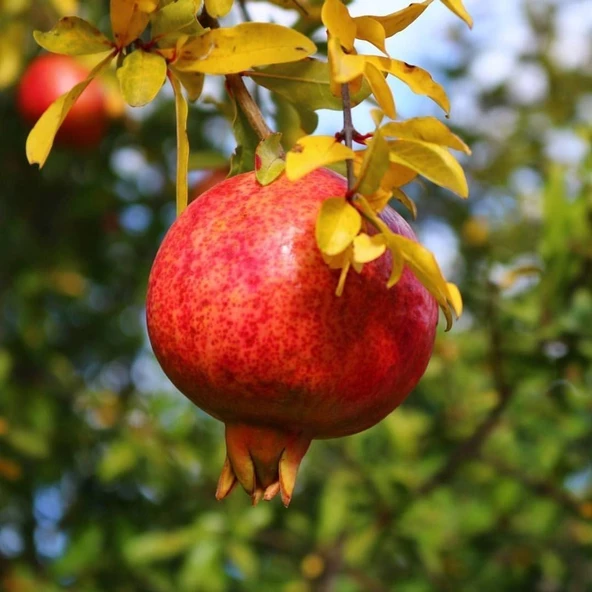 Tüplü Katırbaşı Nar Fidanı, Meyve Verme Yaşında ürün görseli 1