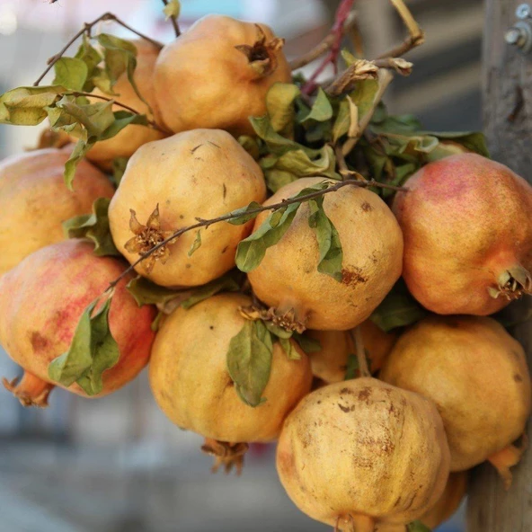 Tüplü Özel Çeşit Zivzik Nar Fidanı ürün görseli 1