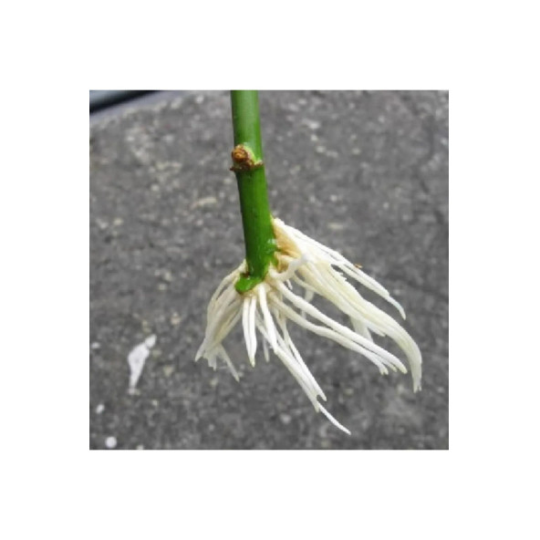 CİT-POWER 250 GR KÖKLENDİRİCİ ORKİDE,SÜS BİTKİLERİ, SEBZE ,MEYVE - 3