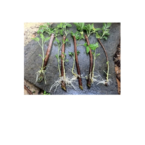 CİT-POWER 250 GR KÖKLENDİRİCİ ORKİDE,SÜS BİTKİLERİ, SEBZE ,MEYVE - 4