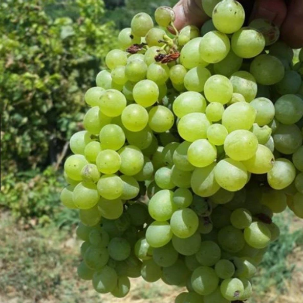 Sauvignon Sugar Yellow Blanc Tüplü Üzüm Fidanı