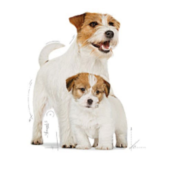 Royal Canin Mini Starter Mother & Babydog Kuru Köpek Maması 4 kg - 2