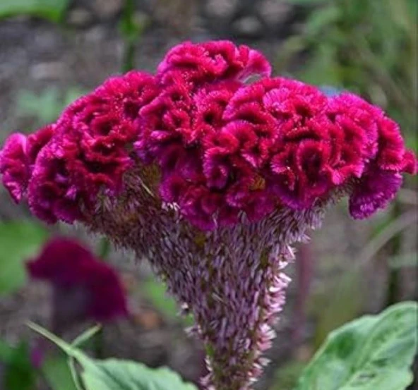 Horoz İbiği Balta Tohumu Japon - Mor Renkli ( 20 Tohum ) - 2